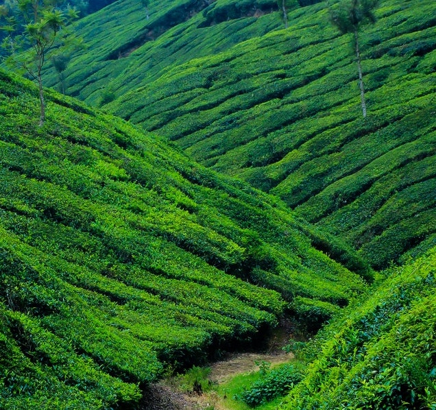 pexels-nandhu-kumar-1065753