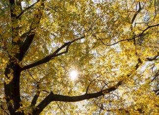 સાચા હો ત્યારે દાદાગીરીનું લાઇસન્સ મળી જતું નથી અને અન્યાય થતો હોય ત્યારે દર વખતે જંગ છેડવાની જરૂર હોતી નથી : સૌરભ શાહ