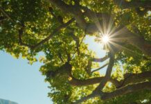 માસૂમિયત, નાદાનિયત અને બાળસહજતા :સૌરભ શાહ