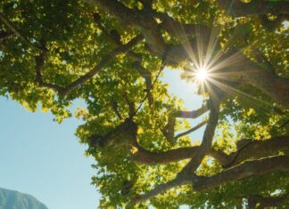 માસૂમિયત, નાદાનિયત અને બાળસહજતા :સૌરભ શાહ