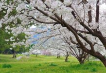 ચિંતાઓ હોવા છતાં પ્રસન્નતામાં ગળાડૂબ રહી શકાય? : સૌરભ શાહ